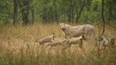Caught On Cam: Cheetah 'Gamini' And Her 5 Cubs Delight In Rain At Kuno National Park