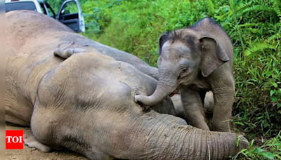 Baby elephant falls into well, mother comes to the rescue | India News - Times of India