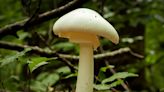 Google AI just might kill you: it misidentified a Destroying Angel mushroom as an edible"button mushroom"