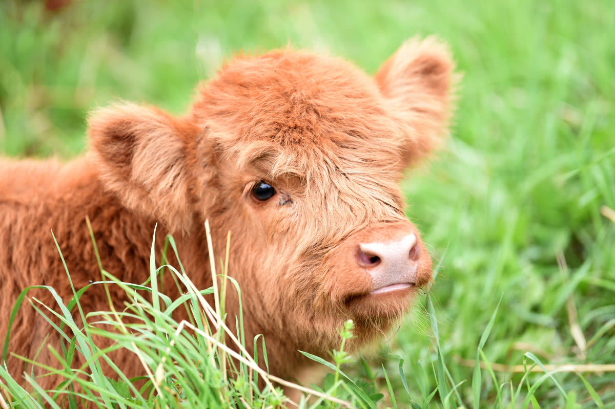 Mini Cow Stares in Confusion After Discovering His Own Reflection