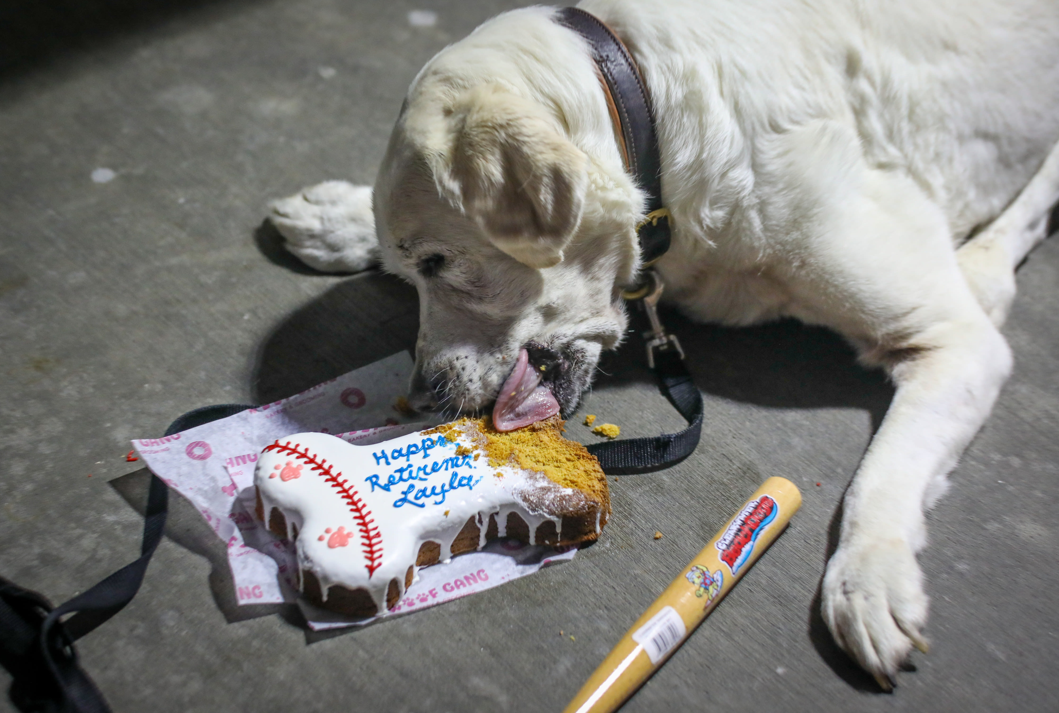 Clearwater Threshers bat dog, Layla, retires after six years of service