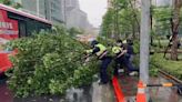 快訊／北市大雨！內湖科學園區「大樹倒塌」佔2線車道 警冒雨搬樹