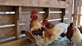 Secretaría de Salud confirma muerte del primer mexicano por gripe aviar
