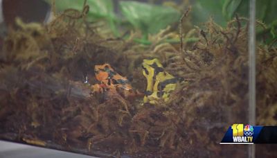The Maryland Zoo shows off beautiful Panamanian golden frogs