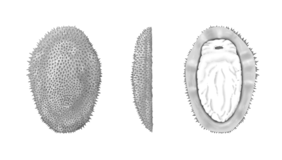 Half-a-billion-year-old spiny slug reveals the origins of molluscs