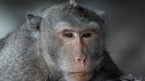Monkeys in Indonesia use stones as sex toys, study suggests, in new example of creative tool use in animals