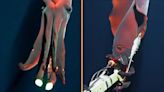 Elusive 'octopus squid' with world's largest biological lights attacks camera in striking new video
