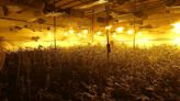 Desmantelada una plantación de marihuana en una nave del polígono Campllong de Balaguer