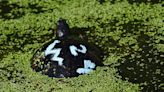 Wild turtle painted in what may be a senior prank. It’s no joke to Port Royal wetlands group