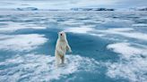 "He has escaped the country and flown to Colorado" – mystery of the glacier-trotting polar bear solved