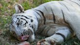 'Bloodsicles', baths keep Philippine zoo animals cool as heatwave hits