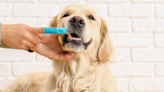 Vet Shares Top 5 New Pet Products for Dogs and Cats