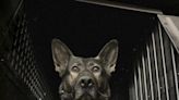 Police dog subject of probe