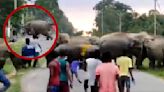 VIDEO: Elefante aplasta a joven por haber lanzado piedras a su manada en la India