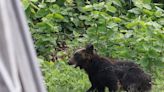 Japanese officials are putting bounties on all bears after an extreme surge in deadly attacks