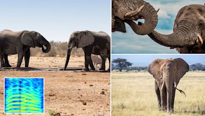 Elephants use deep rumbles to signal 'let's go' to pals, study says