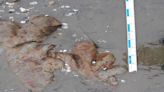 3-toed dinosaur footprints found on U.K. beach