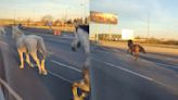 Video: el impactante momento en que decenas de caballos aparecieron corriendo por la Panamericana
