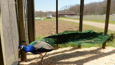 A 'palace' for a peacock: Waterford school raising money to build new home for bird