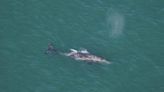 Realizan operativo de rescate para salvar a ballena atrapada en red de pesca en costas de California