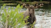 From tiny critters to big bears, here’s how to see Alaska’s wildlife safely