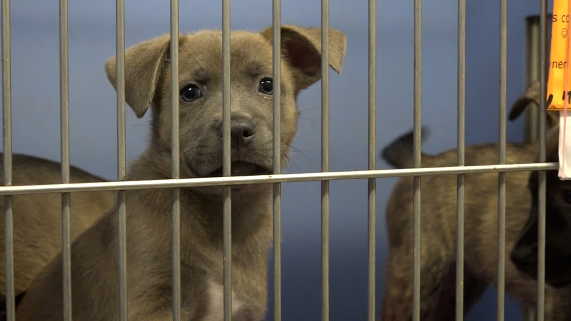 Ahead of busy Fourth of July holiday, local animal shelters look to reduce overcrowding