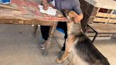 ¡Dale amor a un perrito! Súmate al voluntariado de verano del refugio de lomitos de SLP | San Luis Potosí