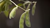 Seed Firm Moolec Gets US Clearance for Its Pig-Infused Soybeans