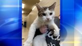 Beaver County Humane Society looking for answers after neglected cat found abandoned in dumpster