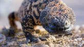 Man arrested, fined after snakes, Gila monsters discovered in Prescott home