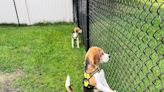 'Welcome to freedom': Beagles rescued from animal testing lab in US get new lease on life in Canada