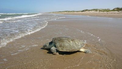 Saving Olive Ridley turtles