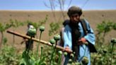 How the Taliban Suppressed Opium in Afghanistan—and Why There's Little to Celebrate