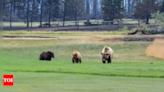 Jasper National Park fire: How a family of bears survived devastation? - Times of India