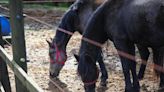 Como é feito o resgate e o tratamento de cavalos que sofreram maus tratos em Caxias do Sul | Pioneiro