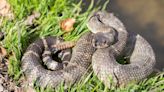 Can you spot the deadly rattlesnake lurking in patch of Oklahoma grass?