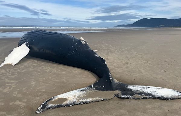 Dead humpback whale washes ashore near Manzanita, prompting warnings