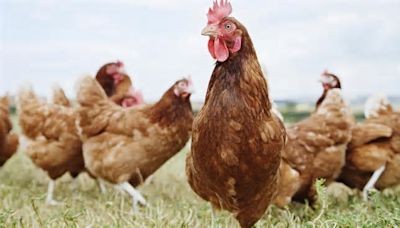 Bird flu makes its way to another flock in Michigan