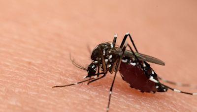 MSDH gives health tips amid increased cases of dengue virus