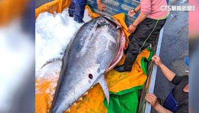 屏東捕獲300kg黑鮪魚！ 不算「第一鮪」.價格差很大