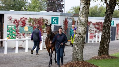 'We worked with breeders to deliver a more concise catalogue despite being offered more yearlings' - Orby Book 2 entries