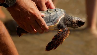 1年前發現69枚易危赤蠵龜蛋 西班牙專家悉心養育放回大海