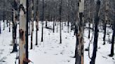 “El fuego nos dio fuerza”. Cómo será la restauración comunitaria de los bosques andinos devastados por incendios