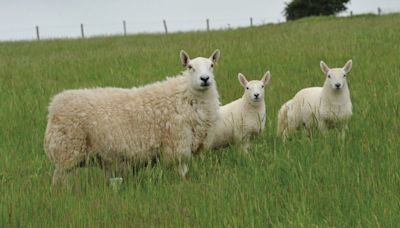 How an upland farm doubled its hill sheep index in three years - Farmers Weekly