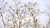 Are L.A.'s parrots getting louder? We investigate