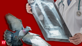 How pigeon exposure can cause irreparable disease. Here’s what you must know - The Economic Times