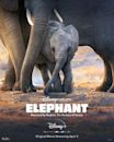 Elephant (2020 film)