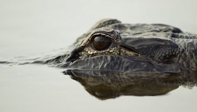 Gators spotted in Lake Marble Falls: police