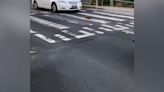 Tiny anteater uses zebra crossing, holding up traffic