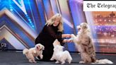 Britain’s Got Talent: the dancing dogs can’t compete with the backstage backstabbing